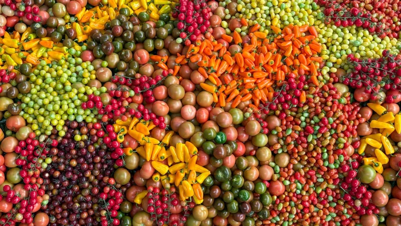 Edible Geography: How America's Finest Chefs Are Turning Provenance Into a Philosophy