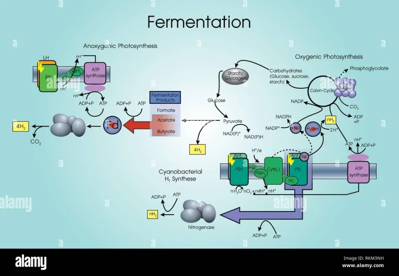 The Patience of Transformation: How America's Finest Chefs Are Elevating Fermentation Into a Culinary Doctrine